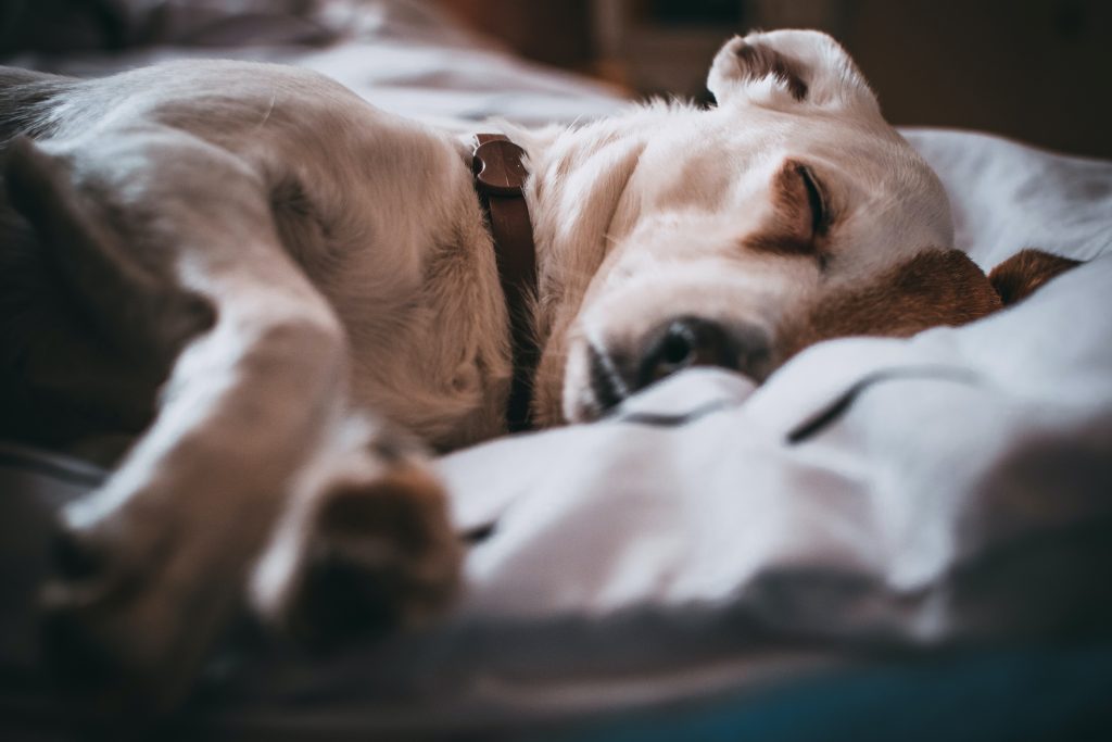 Image showing a sleeping dog.